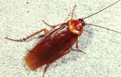 american-cockroach.jpg