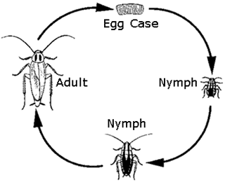 image simplifiée du cycle de vie du cancrelat 
allemand (étape d'oeufs, étape de nymphe et étape d'adulte)