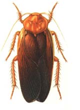 Cucaracha Pic 1