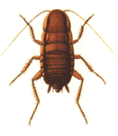 imagen de la cucaracha