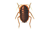 cuadro de la cucaracha