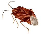 Cucaracha