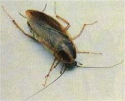 German cockroach picture