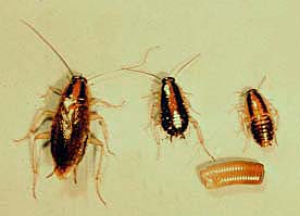 German cockroach picture